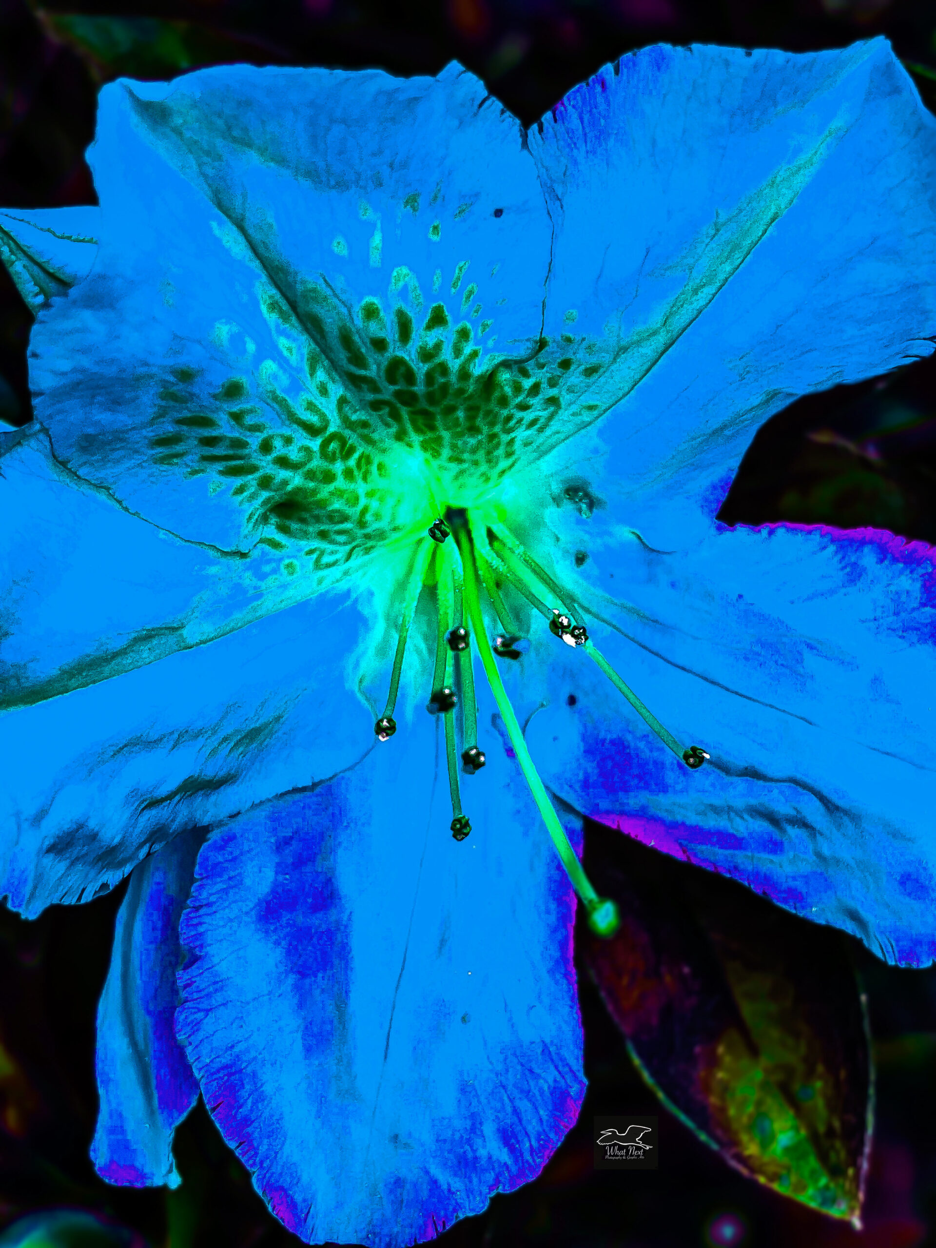 An Unusual Image of the Blue Azalea is Very Colorful – What Next