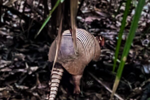 American armadillos do not see we’ll, so it’s fairly easy to sneak up on them from behind.