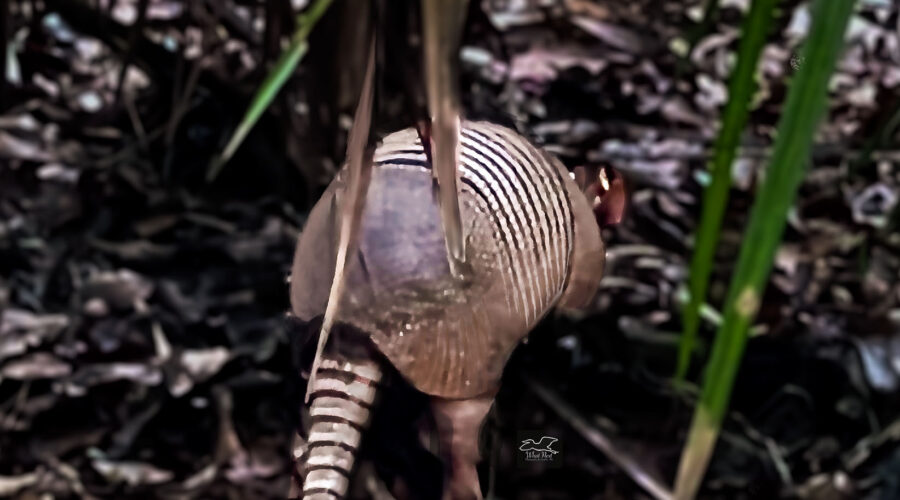 American armadillos do not see we’ll, so it’s fairly easy to sneak up on them from behind.