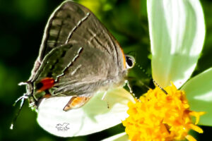 The grey hairstreak is a tiny little butterfly, but very colorful.