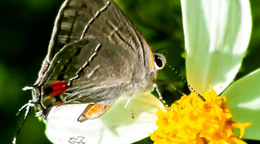 The grey hairstreak is a tiny little butterfly, but very colorful.