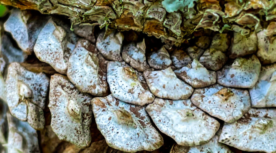 This closeup image shows the intricate textures and colors of a pine branch and a pine cone.