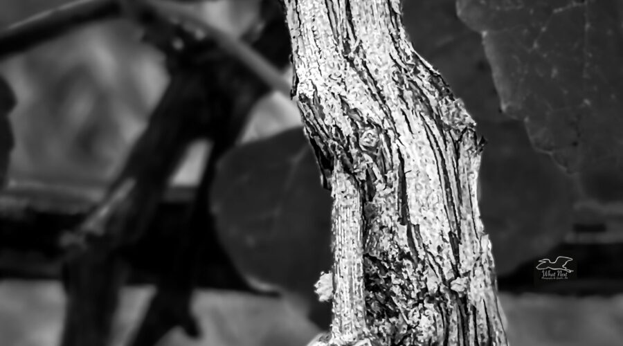 This closeup image of a grape vine shows off the textures and colors that make up the fabric of the vine.