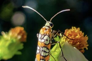 The Ailanthus webworm moth is considered a good pollinator since it visits many types of flowers.