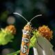 The Colorful Ailanthus Webworm Moth is a Great Pollinator