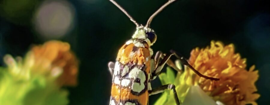 The Ailanthus webworm moth is considered a good pollinator since it visits many types of flowers.
