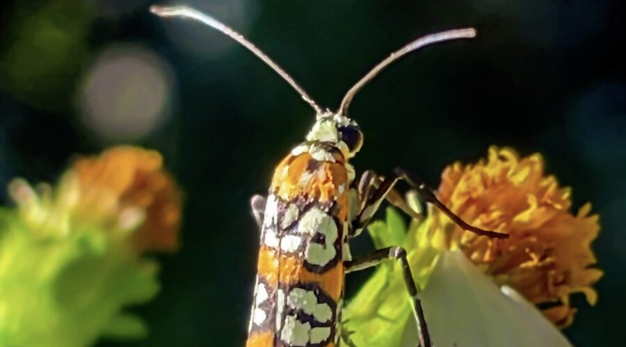 The Ailanthus webworm moth is considered a good pollinator since it visits many types of flowers.