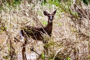 A yearling fawn looks out over the field where she was grazing, but always with one ear on her mother.