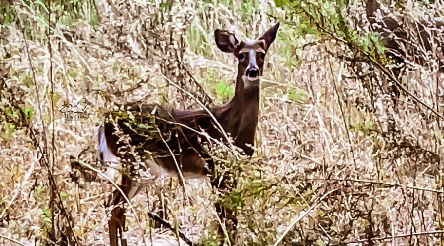 A yearling fawn looks out over the field where she was grazing, but always with one ear on her mother.