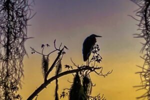 A great blue heron has settled in for the night on a branch that overhangs Lake Wauberg.
