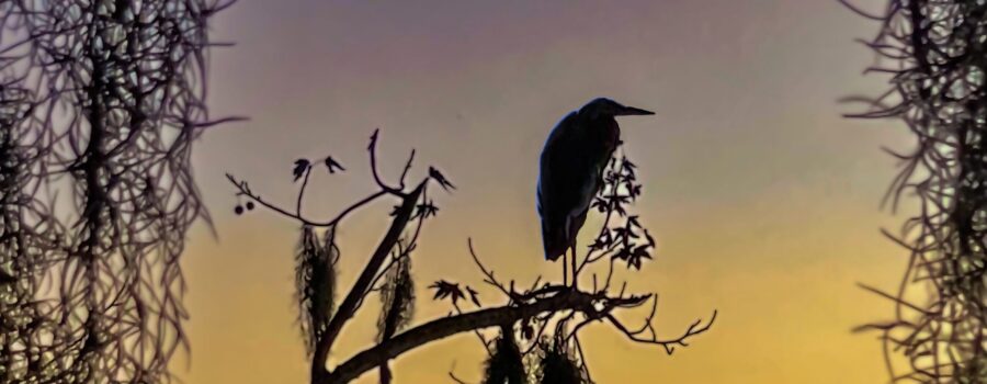A great blue heron has settled in for the night on a branch that overhangs Lake Wauberg.