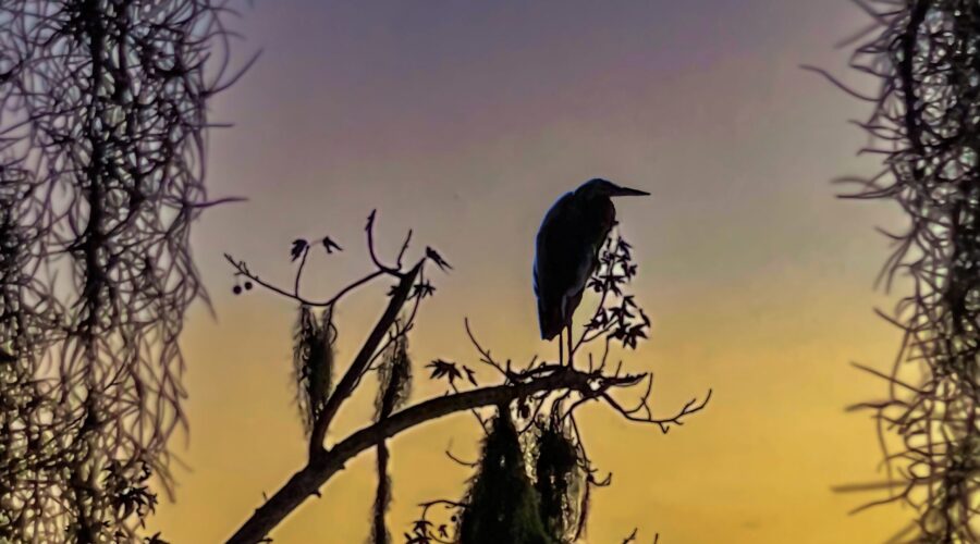 A great blue heron has settled in for the night on a branch that overhangs Lake Wauberg.