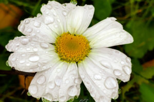 Oxeye daisies are commonly found as ornamentals and as lawn pests.
