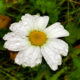 The Oxeye Daisy is a Beautiful Ornamental Flower