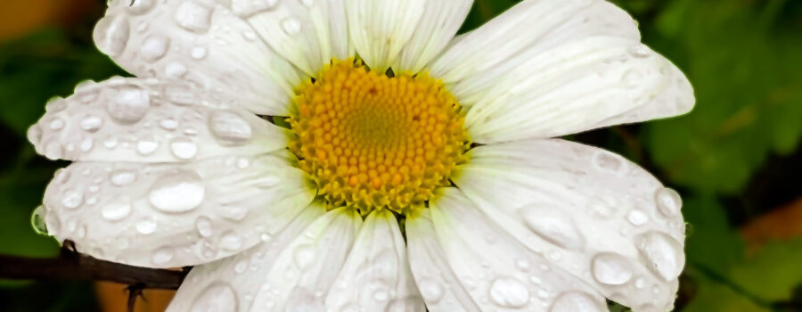 Oxeye daisies are commonly found as ornamentals and as lawn pests.