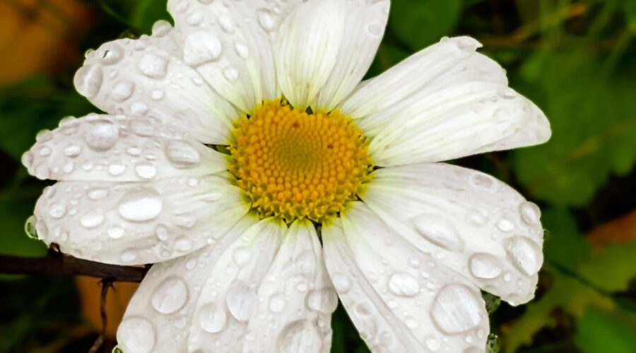Oxeye daisies are commonly found as ornamentals and as lawn pests.