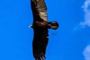 A turkey vulture soars above everything.