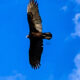 Vultures Love to Soar on High Winds