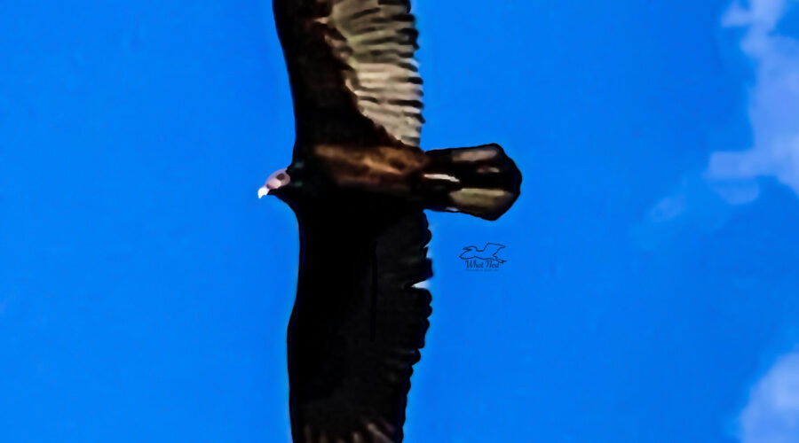 A turkey vulture soars above everything.