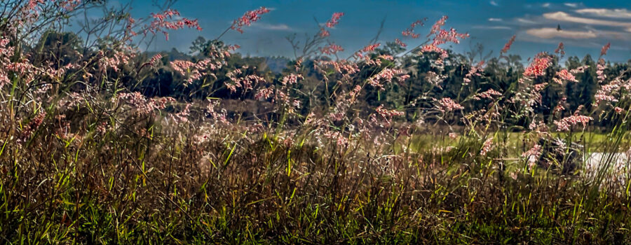 A stand of rose natal grass blows gently in the wind on the top of a hill.