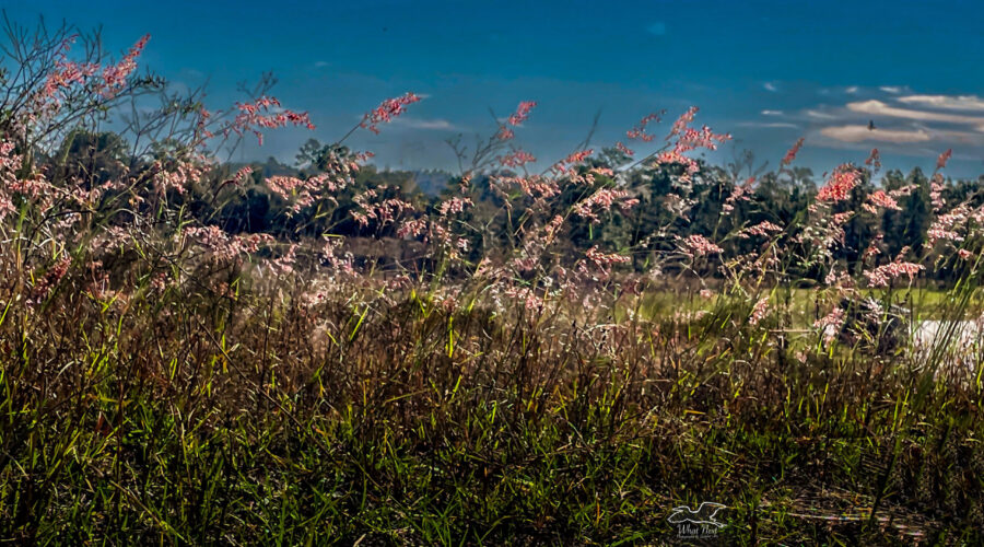 A stand of rose natal grass blows gently in the wind on the top of a hill.