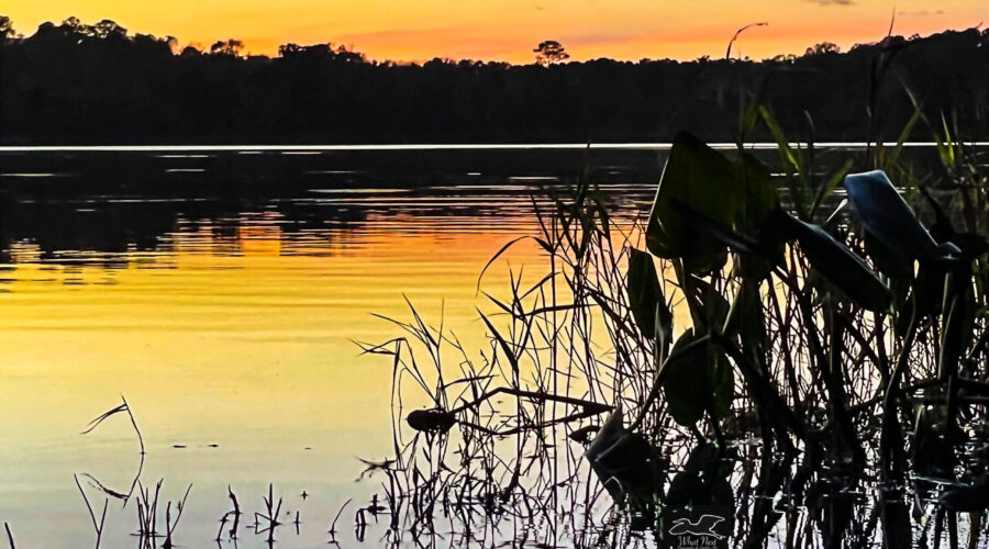 The oranges and yellows at the tail end of a sunset reflect off the waters of Lake Wauberg in central Florida.