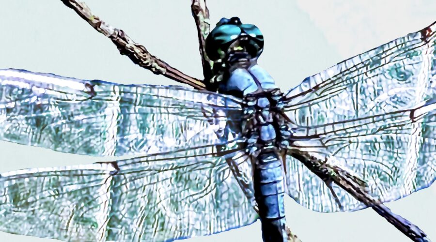 The mature male great blue skimmer is a beautiful powder blue dragonfly that’s common in central Florida.