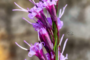 There are a number of types of blazing stars, but they all have multiple flowers arranged together.