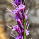 Shaggy Blazing Star is a Beautiful Addition to the Sandhills