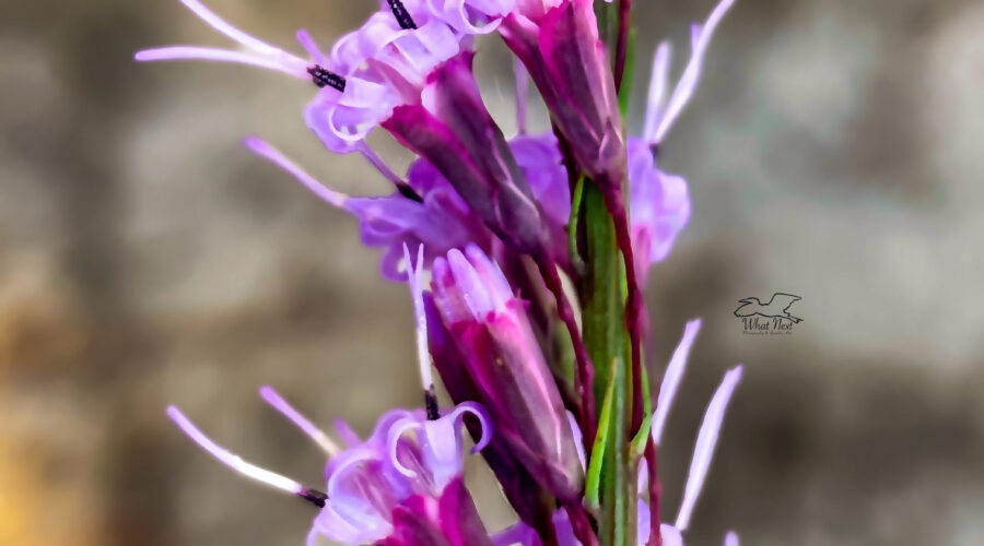 There are a number of types of blazing stars, but they all have multiple flowers arranged together.