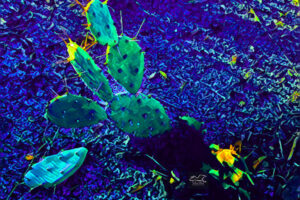 This artistically altered image of a prickly pear cactus brings out its beauty.