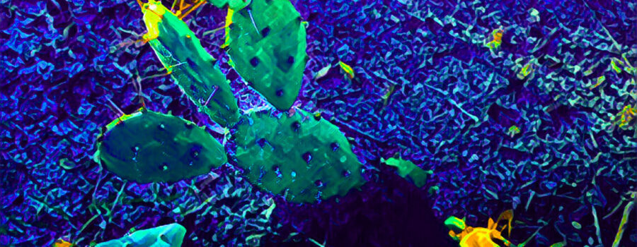 This artistically altered image of a prickly pear cactus brings out its beauty.