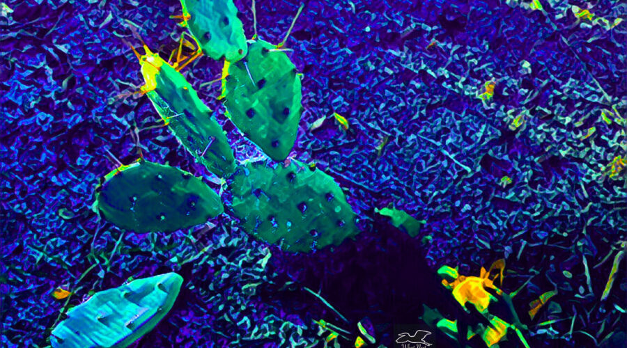This artistically altered image of a prickly pear cactus brings out its beauty.