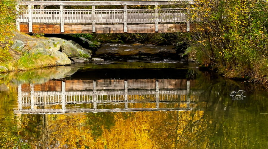 The fall foliage is reflected nearly perfectly in this stream near Seward, Alaska.