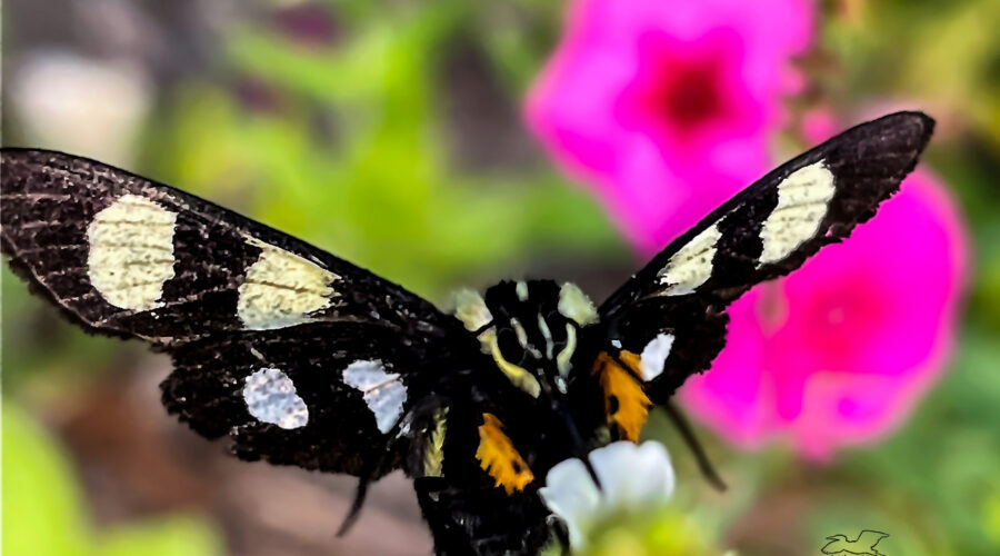An eight-spotted forester moth lands on a flower.