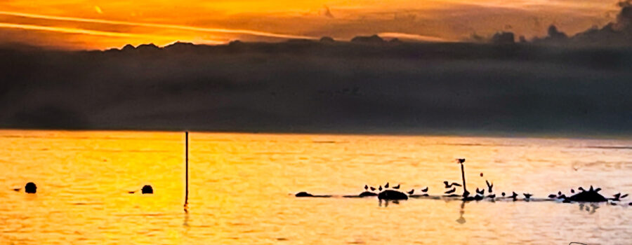 Shore birds settle in to roost for the night as the sun sinks below the clouds at the beach.