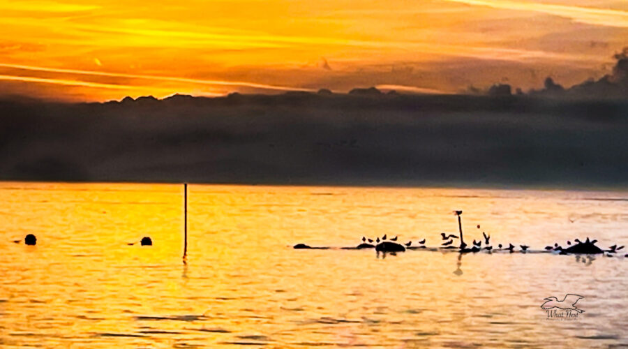Shore birds settle in to roost for the night as the sun sinks below the clouds at the beach.