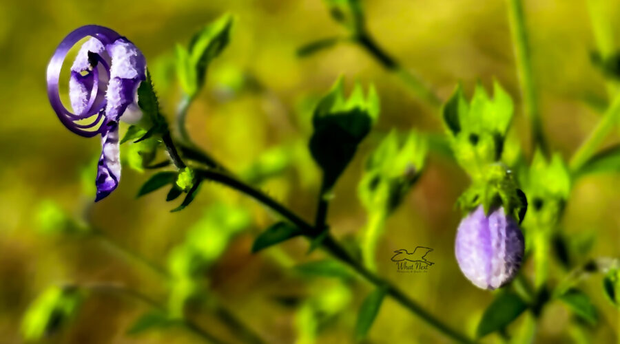 The stamens of forked blue curls curl around between the petals.