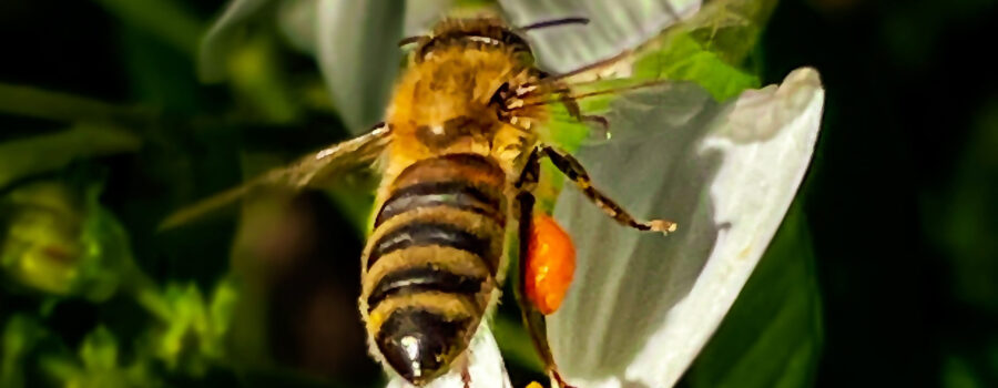 A honey bee flies away from the flower it was just feeding from.