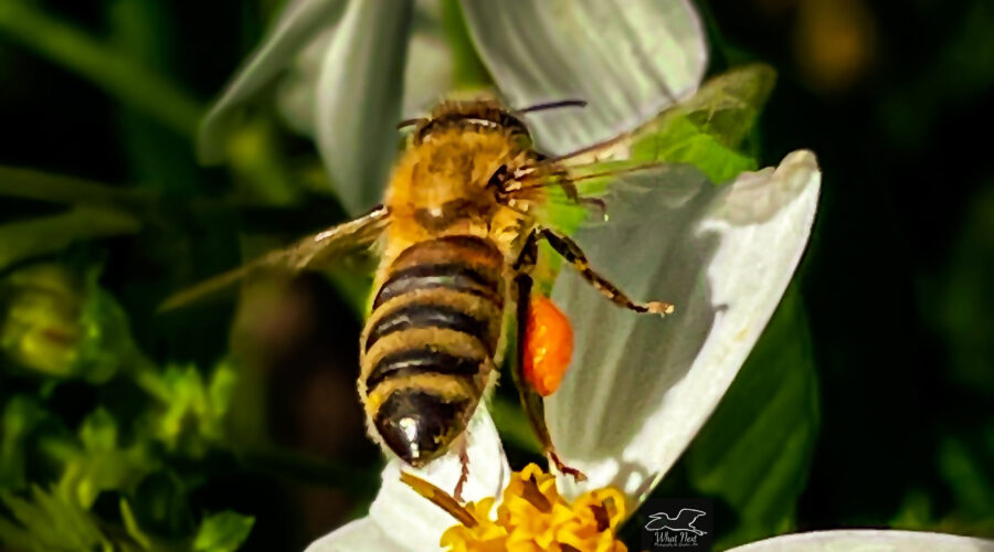 A honey bee flies away from the flower it was just feeding from.