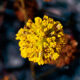 Beautiful Camphorweed Flowers Become Seeds in Late Fall