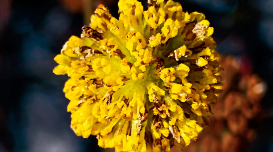 A camphorweed flower is in the process of going to seed after blossoming earlier in the fall.