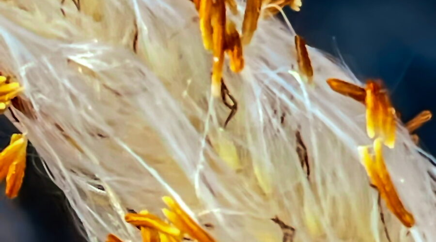 The brownish seeds and white hairs that make up a grass seedhead are striking against a background of greens and blues.
