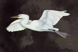 A great egret flies towards a safe roost just before a thunderstorm comes through in this digital pen and ink style drawing.