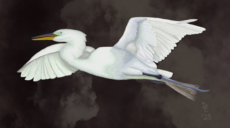 A great egret flies towards a safe roost just before a thunderstorm comes through in this digital pen and ink style drawing.