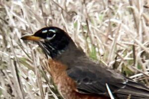 The American robin is sometimes also called robin red breast or the Red Robin.