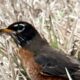 The Return of the American Robin is a Great Sign of Spring