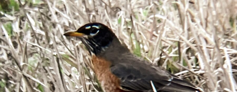 The American robin is sometimes also called robin red breast or the Red Robin.