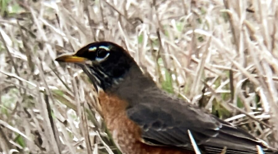 The American robin is sometimes also called robin red breast or the Red Robin.
