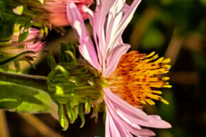 The climbing aster blooms in the late summer through fall until the first frost.